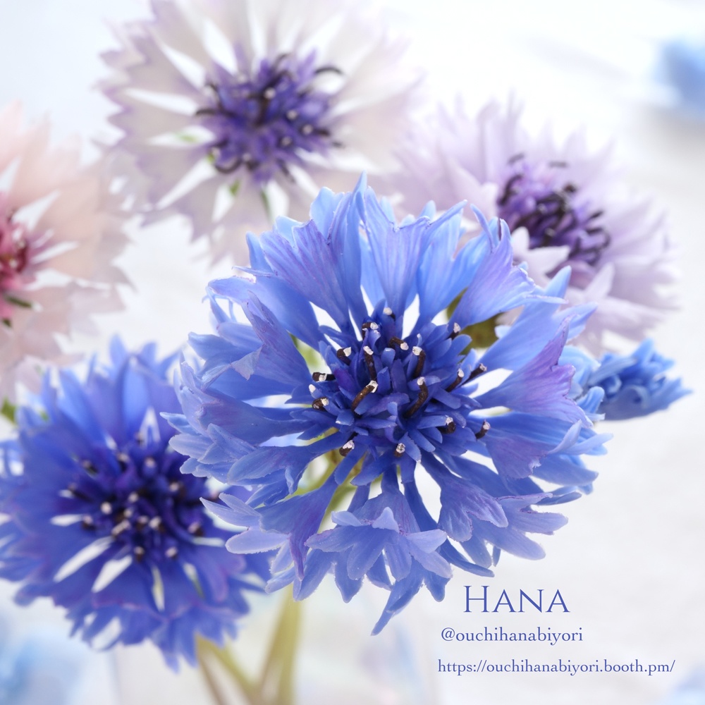 Corn flower cutter 矢車菊のカッターセット