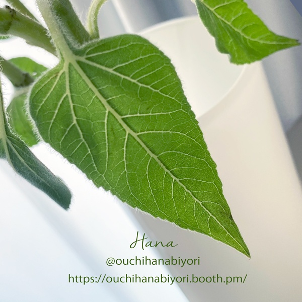 Sunflower Leaf Mold ひまわりの葉っぱモールド、押し型