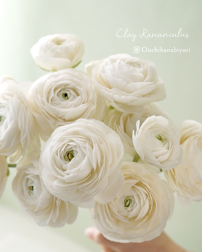 Ranunculus Petal & Sepal Cutter Set (7 pcs)ラナンキュラスのカッター7種類セット