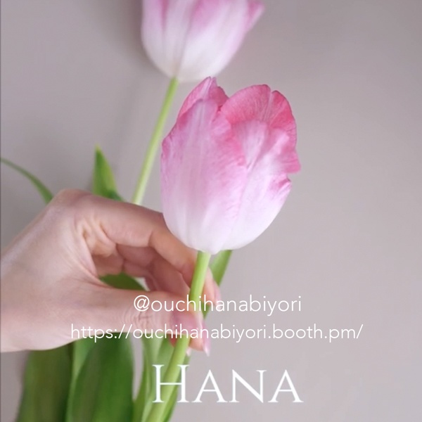 Tulip M チューリップM