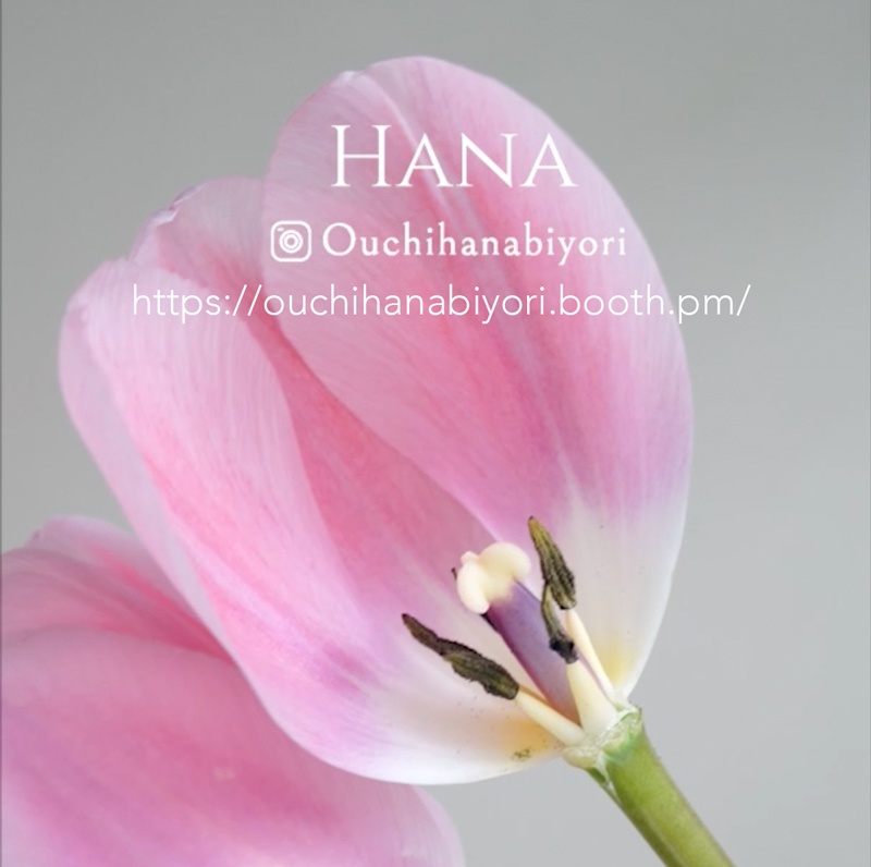 Tulip L チューリップ L