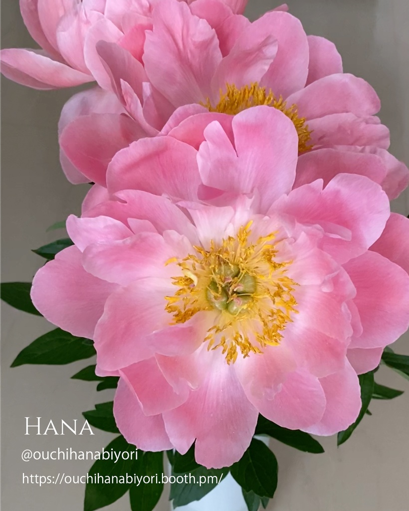 Peony Veiner ピオニーのベイナー、シリコンモールド