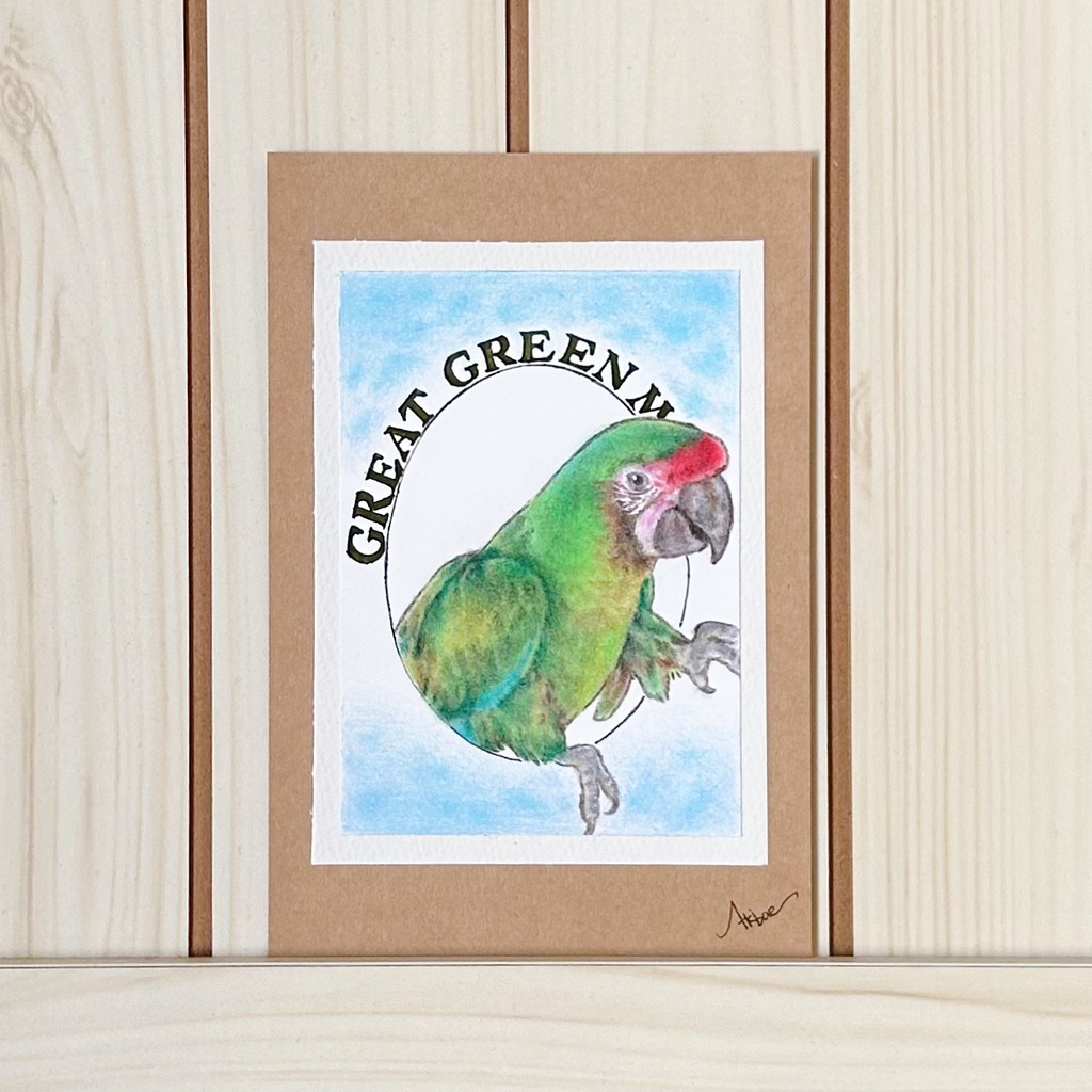 ヒワコンゴウインコ　色鉛筆　原画