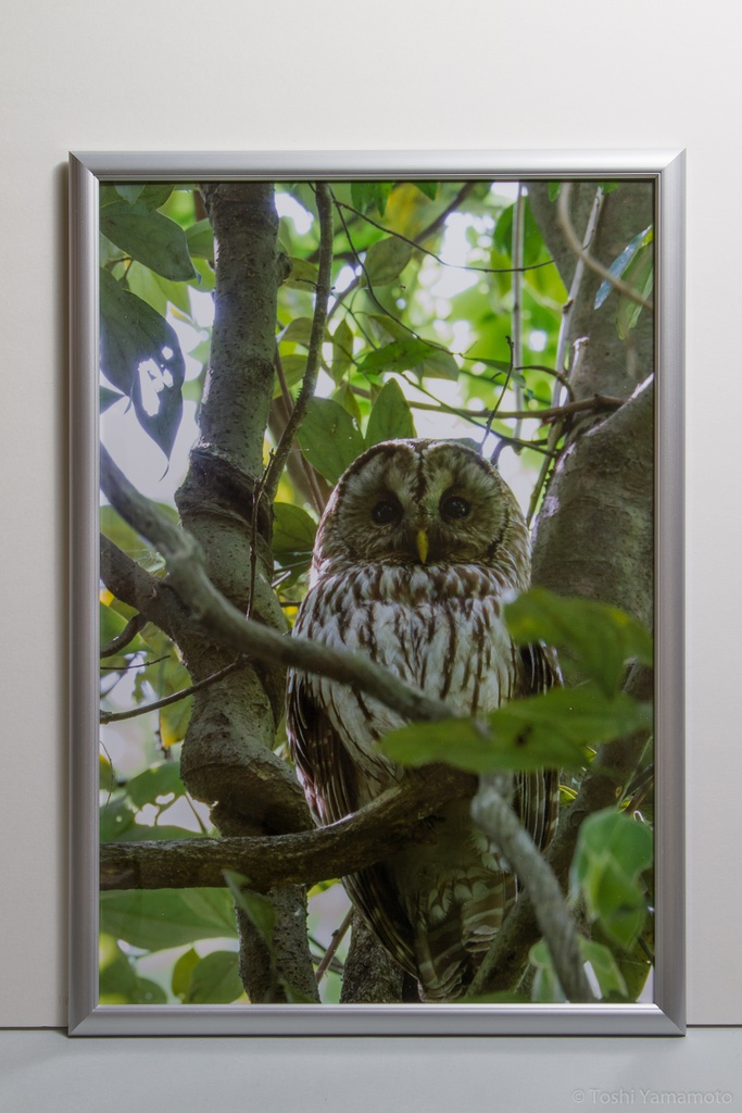 オリジナルプリント販売