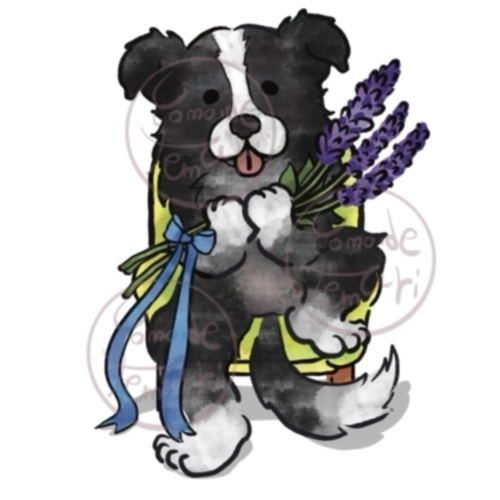 【オハナとボクたち】シリーズ/ボーダーコリーステッカー(ラベンダー)