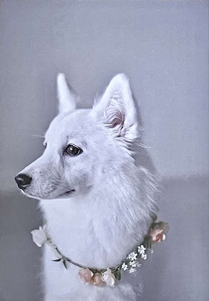 あなたのいるところだけ春