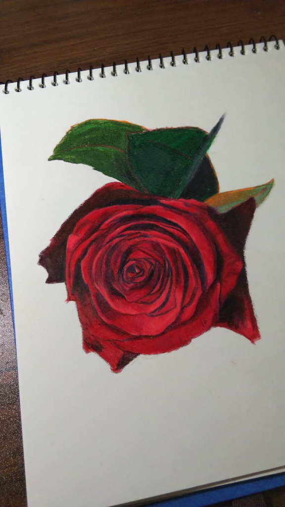 色鉛筆画 薔薇