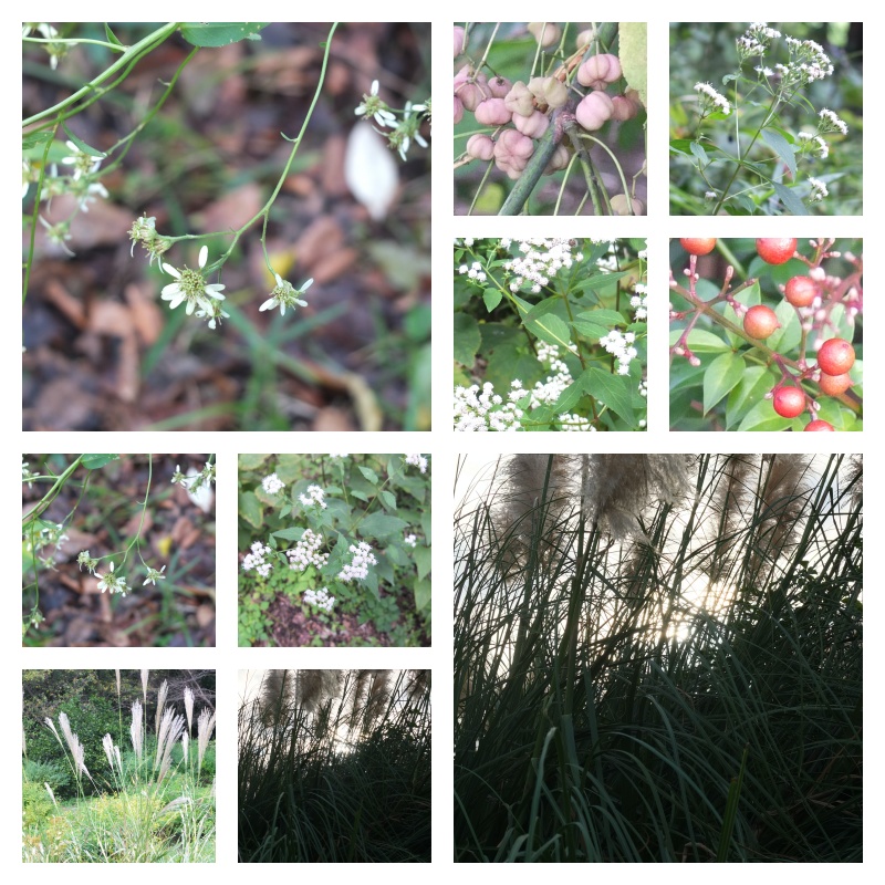 【写真素材】秋の野草など