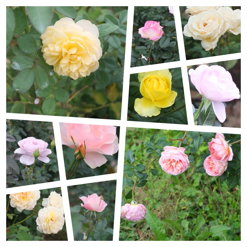 【写真素材】バラの花#1