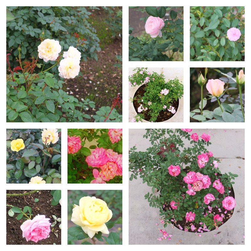 【写真素材】バラの花#2