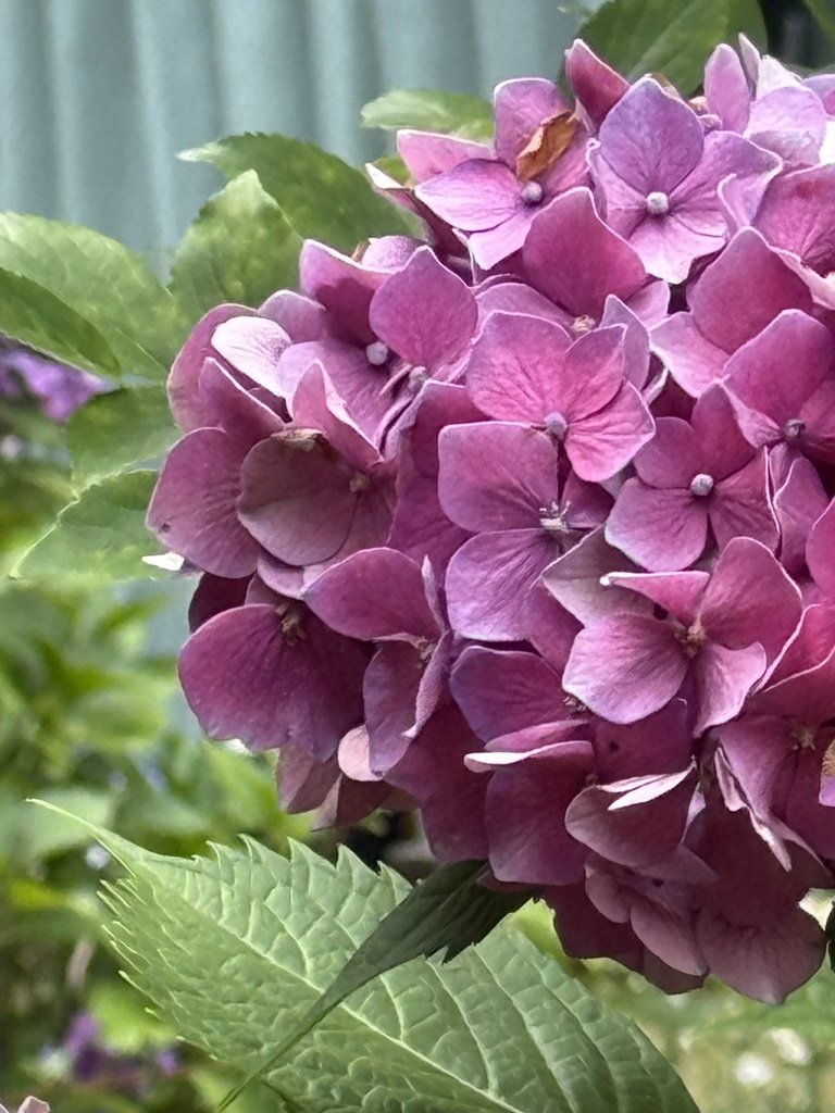 紫陽花