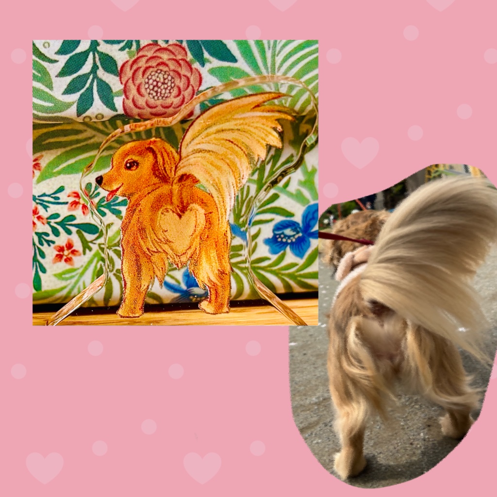 ダックスアクスタ