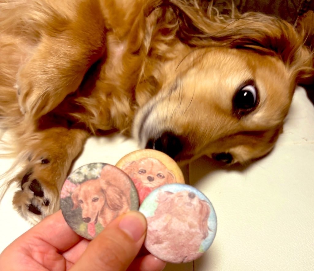 ダックスふわふわ缶バッジ