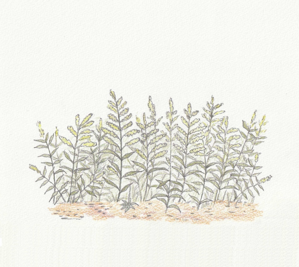 秋に咲く黄色い雑草　セイタカアワダチソウ