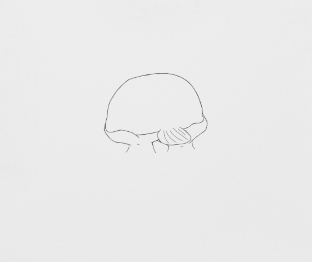 Ojisan Tシャツ Ⅰ レディース 【Deep Sea Friends】