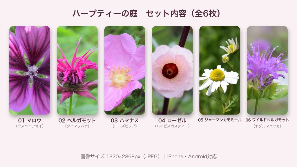 【スマホ壁紙】ハーブティーの庭|ハーブティーになる花 6枚セット