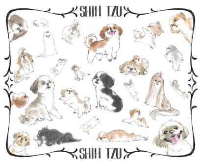 ワンコレディースTシャツ シーズー Shih Tzu