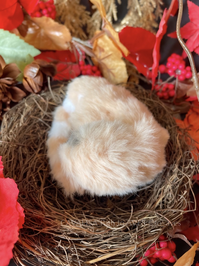 シノサウロプテリクス