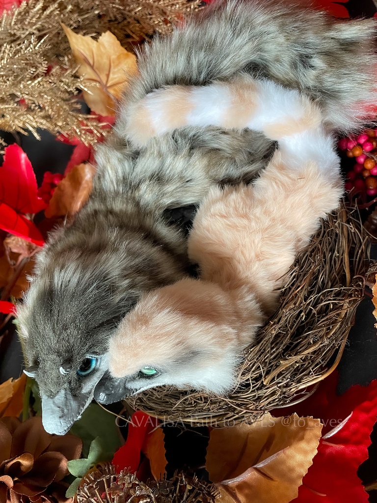 ベビーユウティラヌス