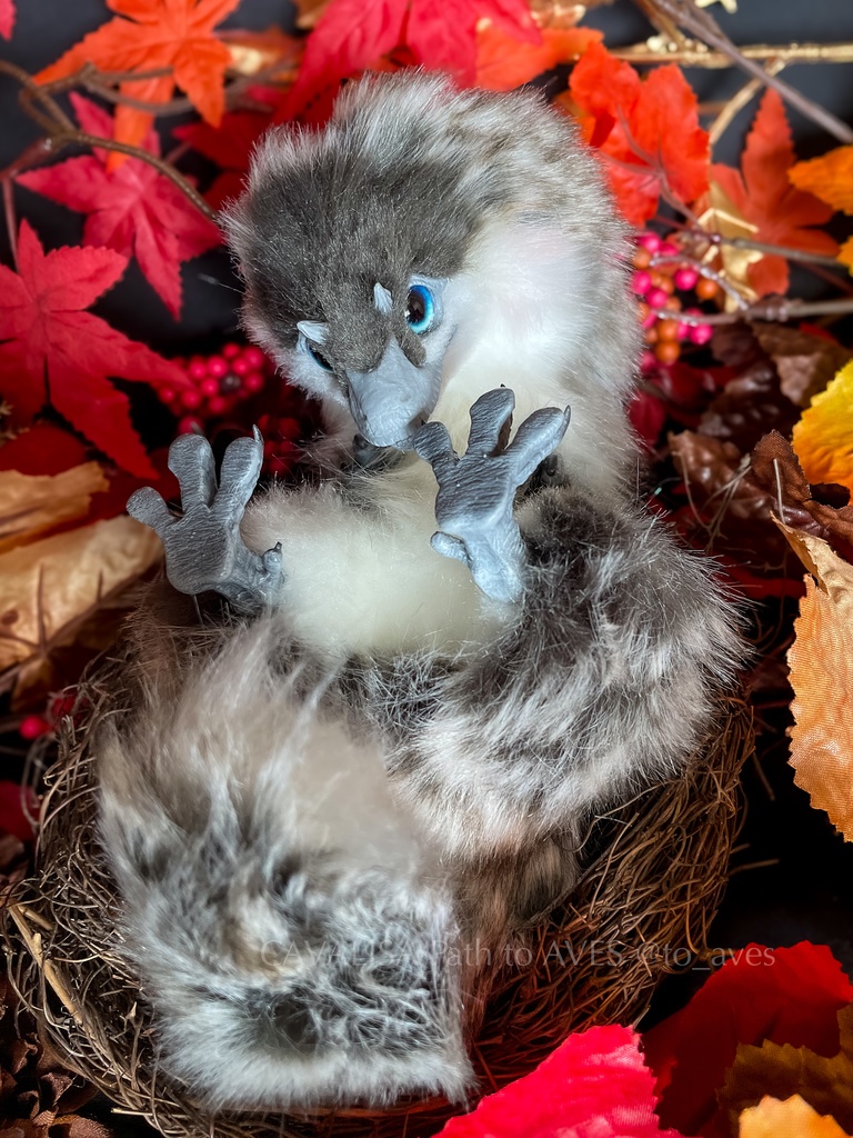 ベビーユウティラヌス