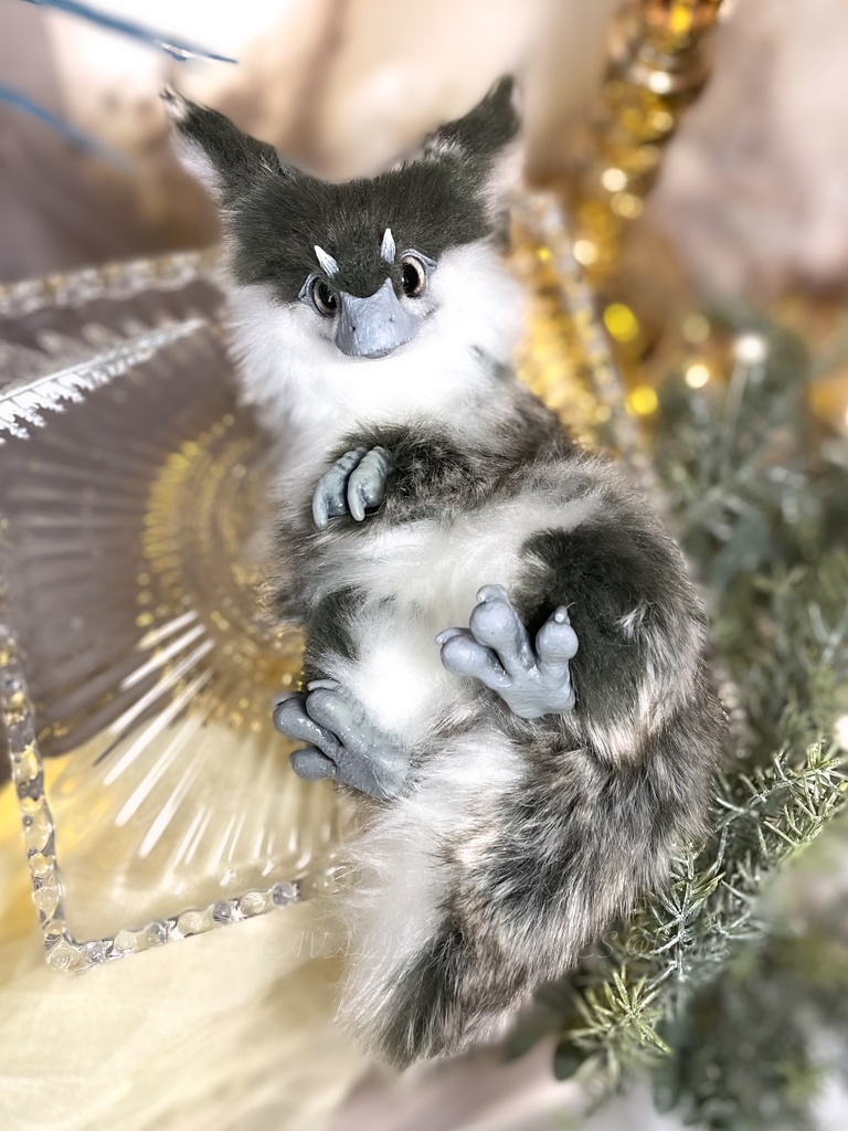 ユウティラヌス・フアリ