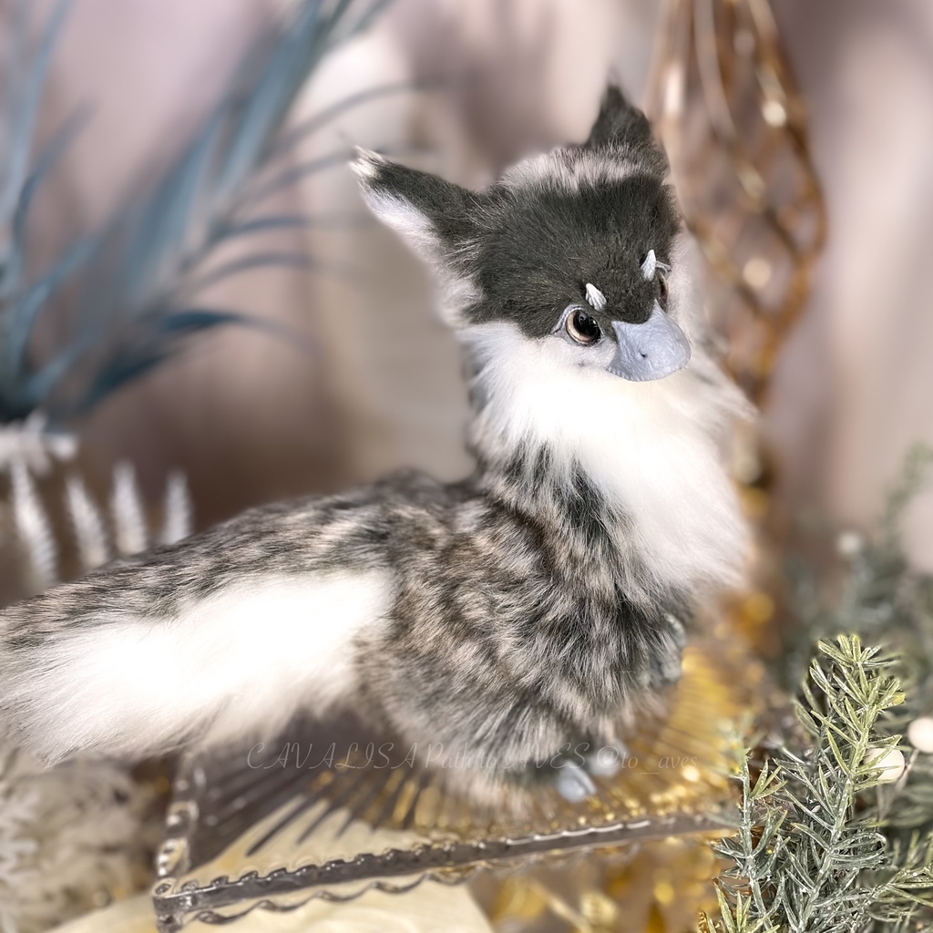 ユウティラヌス・フアリ