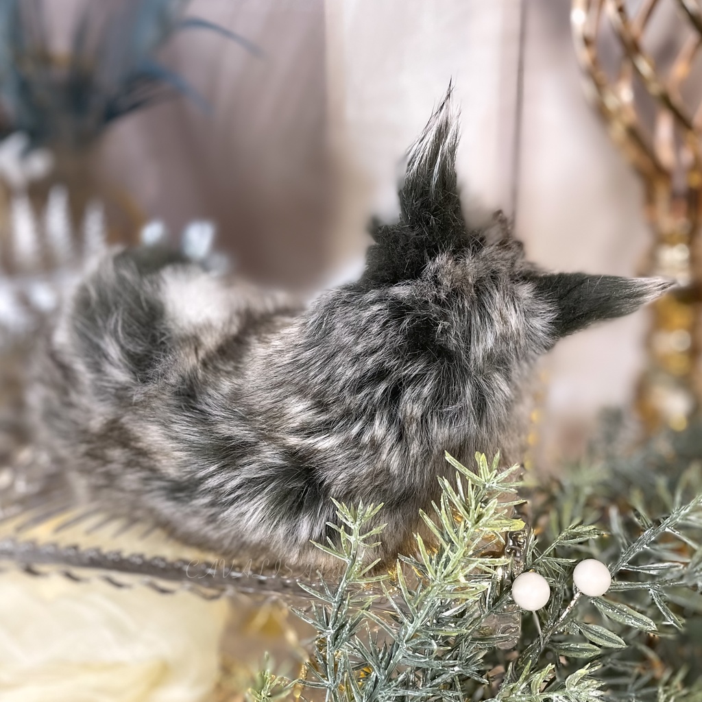 ユウティラヌス・フアリ