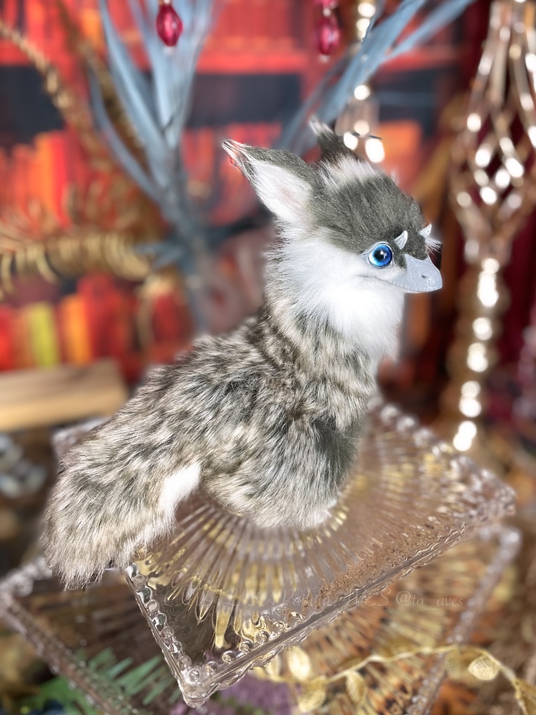 ユウティラヌス・フアリ