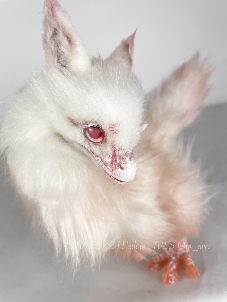 アルビノユウティラヌス