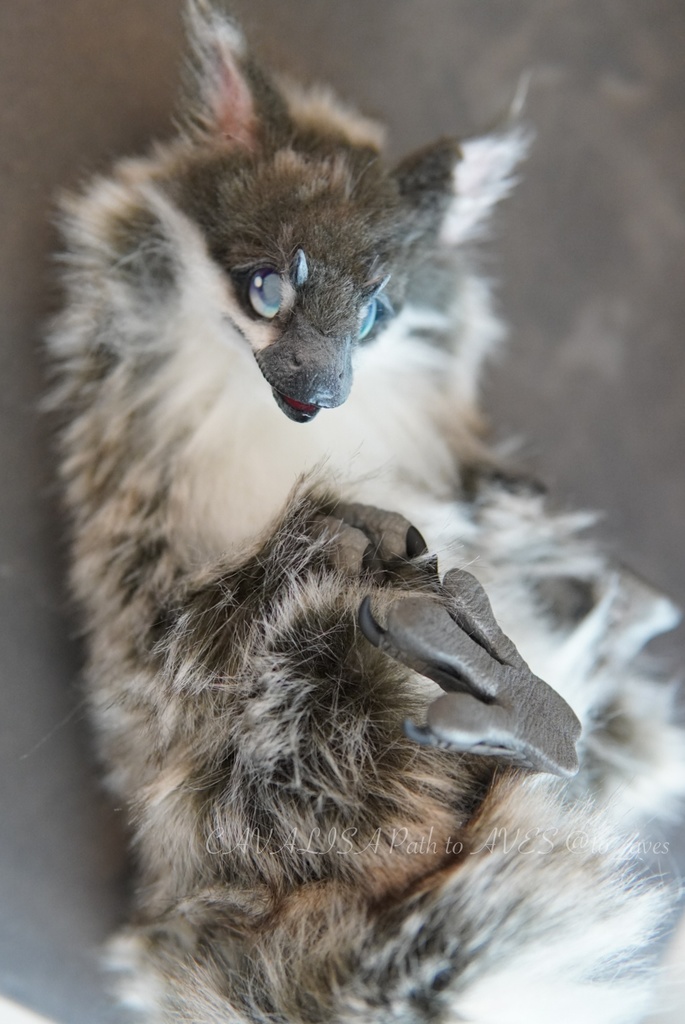 ユウティラヌス・フアリ