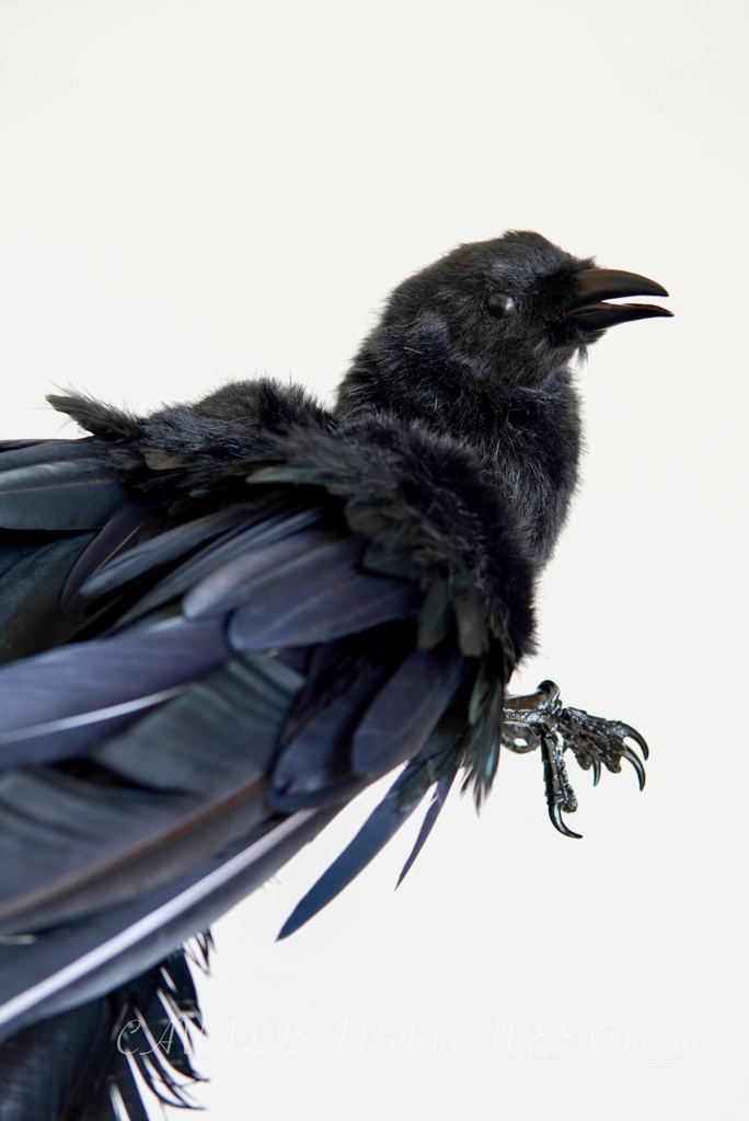 ハシボソガラス