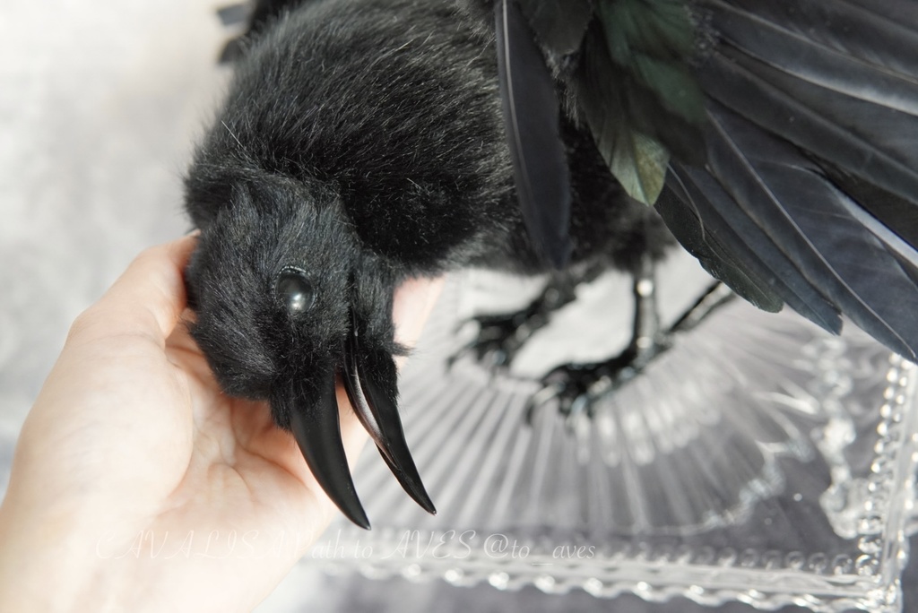 ハシボソガラス