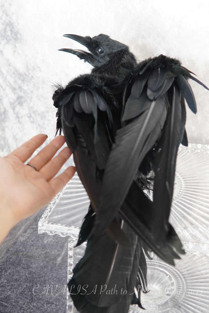 ハシボソガラス