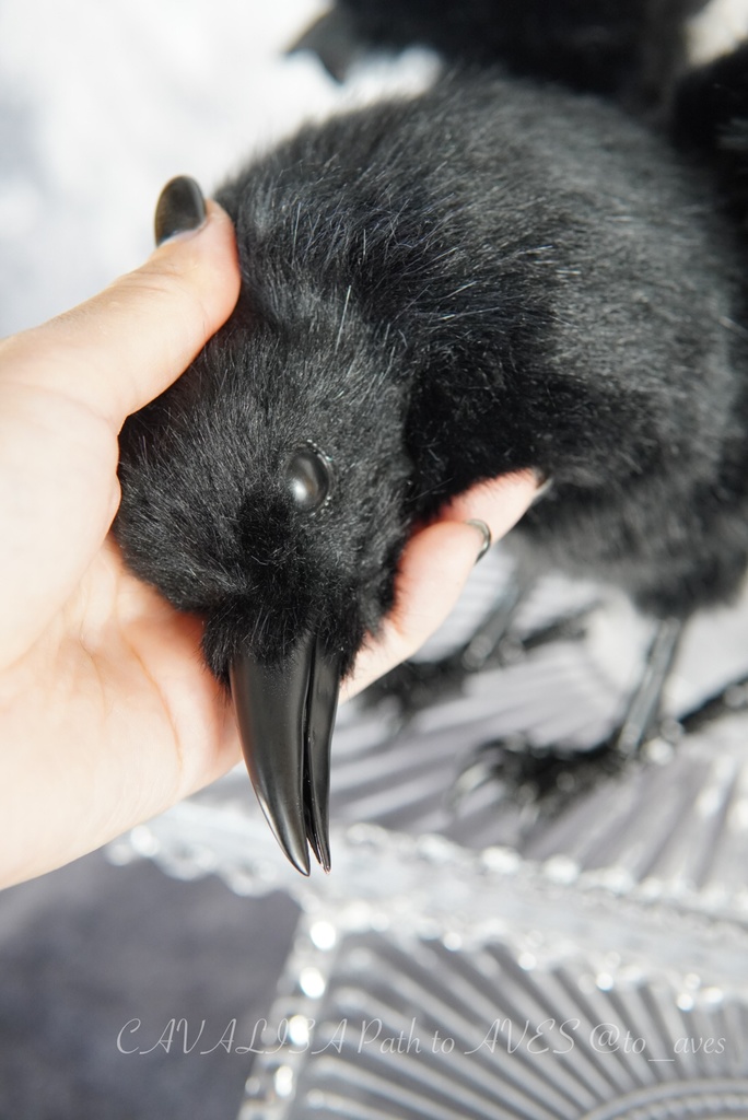 ハシボソガラス