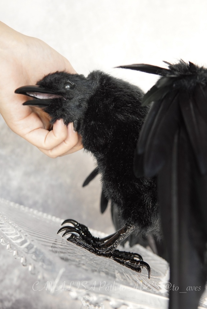 ハシボソガラス