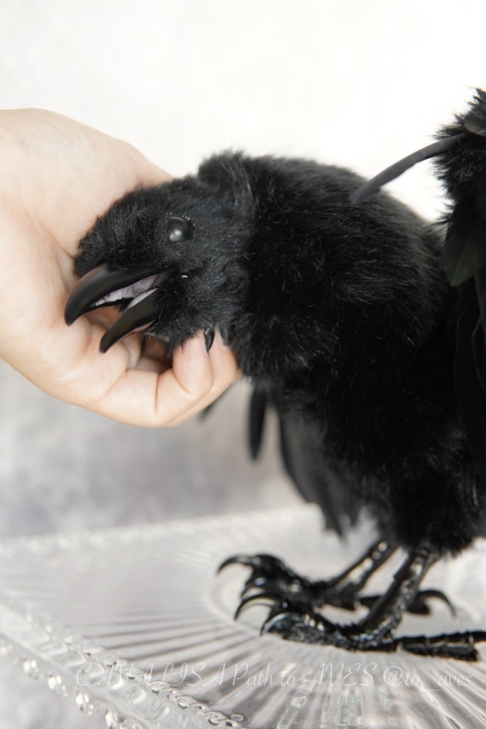 ハシボソガラス