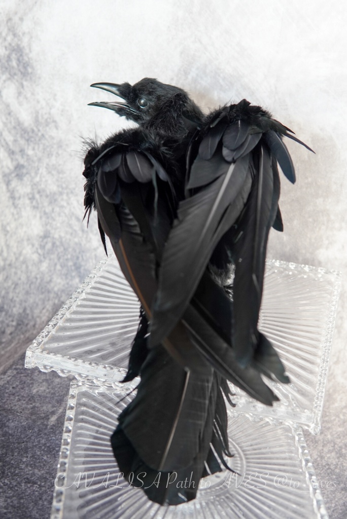 ハシボソガラス