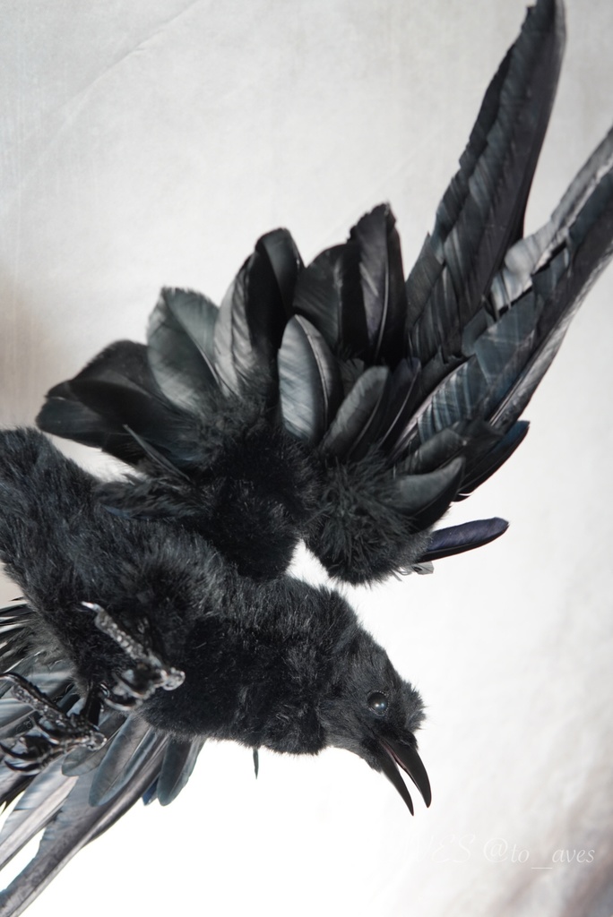 ハシボソガラス