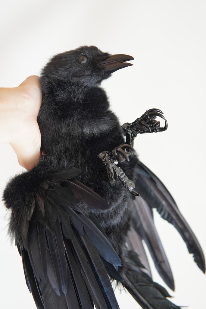 ハシボソガラス