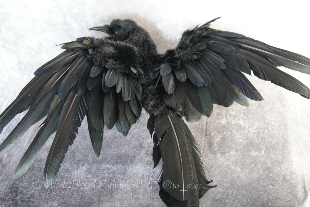 ハシボソガラス