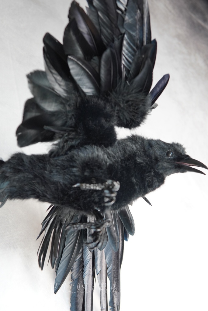 ハシボソガラス