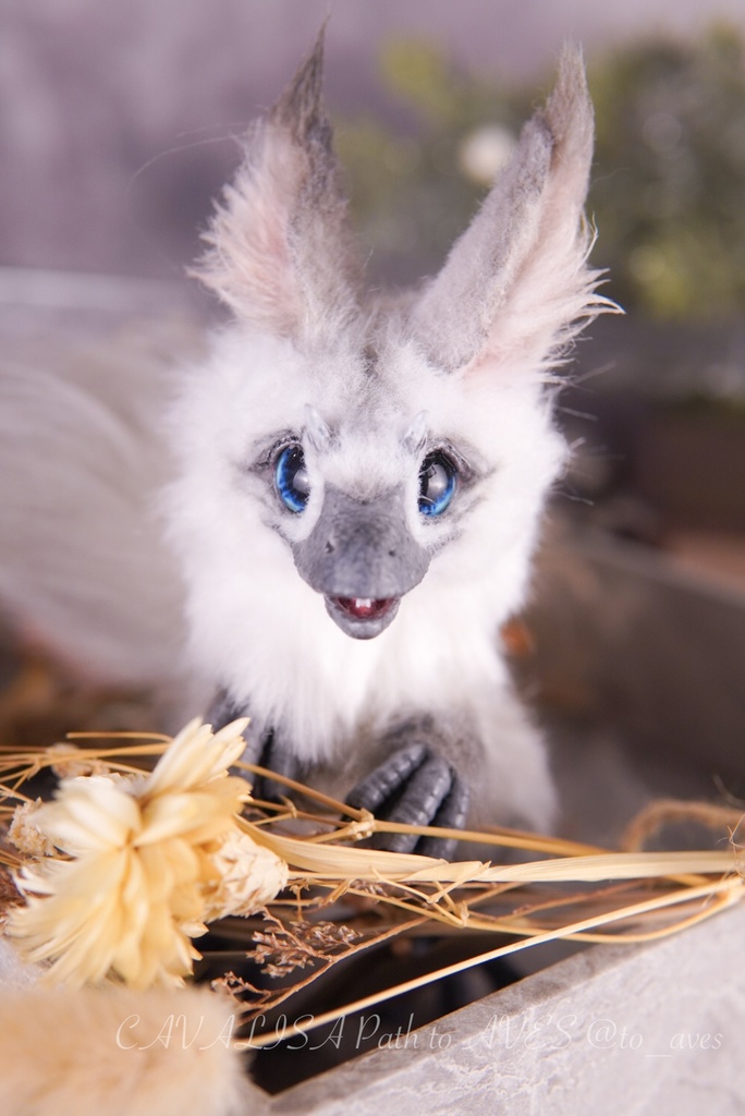 【10/30 20時 販売開始】ユウティラヌス〈シャム〉A