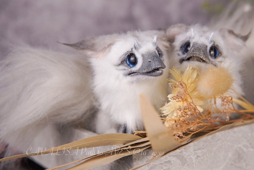 【10/30 20時 販売開始】ユウティラヌス〈シャム〉A