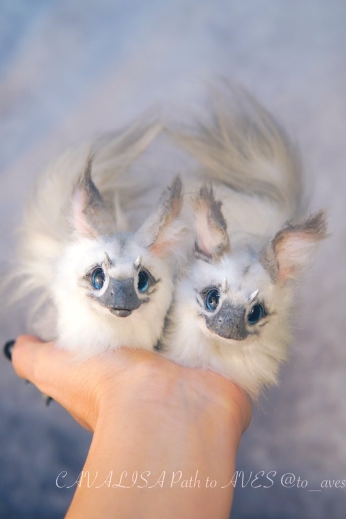 【10/30 20時 販売開始】ユウティラヌス〈シャム〉A