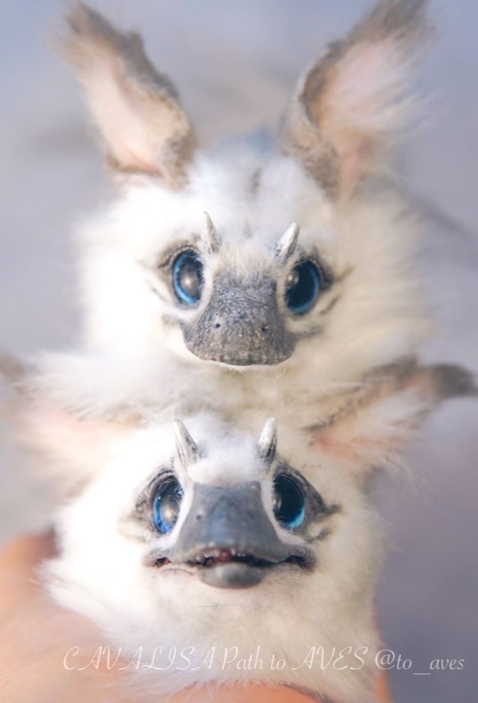 【10/30 20時 販売開始】ユウティラヌス〈シャム〉A