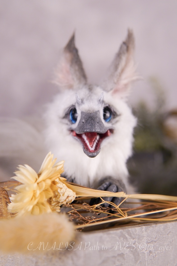 【10/30 20時 販売開始】ユウティラヌス〈シャム〉A