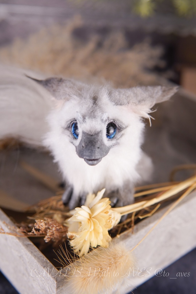 【10/30 20時 販売開始】ユウティラヌス〈シャム〉A