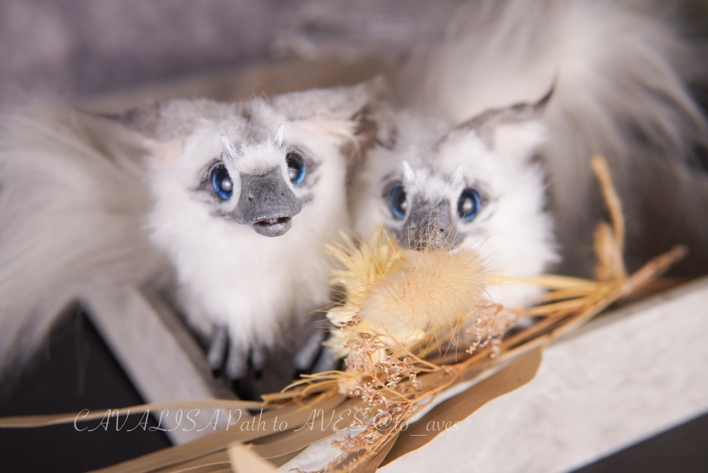 【10/30 20時 販売開始】ユウティラヌス〈シャム〉A