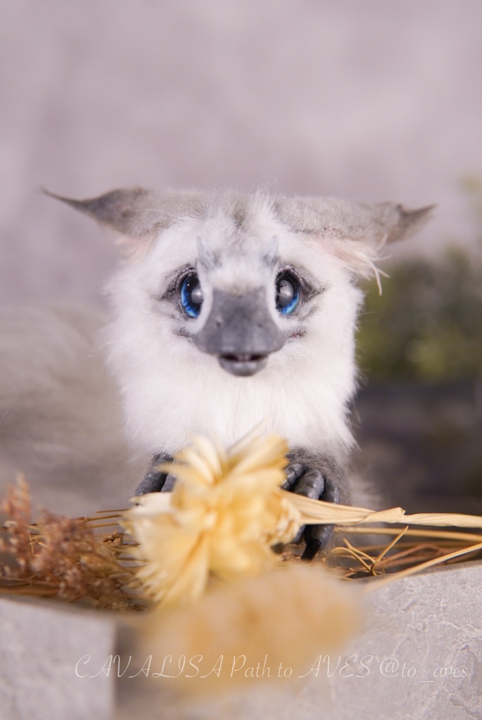 【10/30 20時 販売開始】ユウティラヌス〈シャム〉A