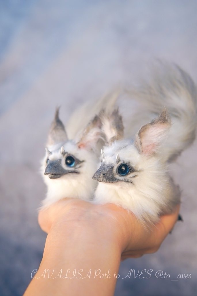 【10/30 20時 販売開始】ユウティラヌス〈シャム〉B